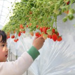 【休日のお出かけに】大阪南部のおすすめ農園・直売所5選