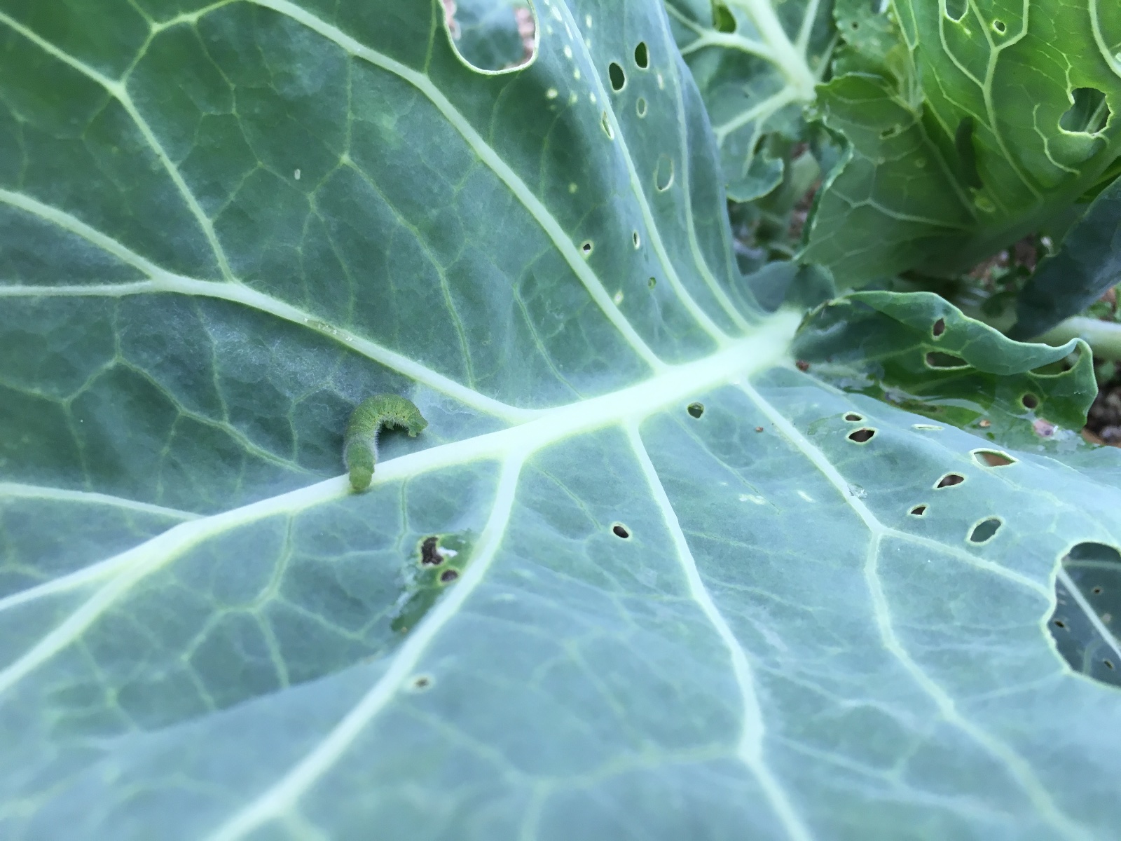 Yacyber農園日記vol 005 間引きと虫対策