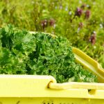 伝統野菜in福島　ちりめん茎立
