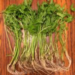 伝統野菜in秋田　三関せり
