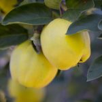 伝統野菜in秋田　マルメロ