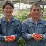 生産者インタビュー｜酸味が少なく食べやすい✨日高農園さん『ミニトマト』